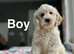 Lovely lemon white / apricot cockapoo girls and boys ready now