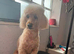 Poodle male