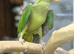 Alexenderian parrot