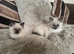 2 beautiful pure Ragdoll kittens (price is for both!)