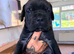 Cane corso x North American mastiff