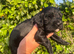 Outstanding cocker spaniel puppies