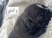 MICRO BULLY PUPPIES ️