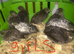 SEXED QUAILS/CHINESE PAINTED BUTTONS !