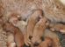 Cockapoo puppys
