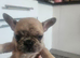 French bulldog puppies