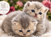 Ready Nov 9th Beautiful GCCF Registered British Shorthair Kittens