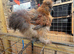 USA silkies