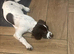 Mia- English Springer Spaniel