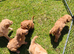 KC Standard Poodle Puppies