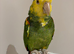 Tame Amazon yellow headed super talkative