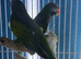 Darbiyn parrot Glasgow