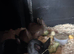 Pure bred Rex baby&rsquo;s for sale