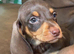 Dashound puppies