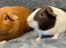 Guinea Pigs - Bonded baby boys ready to go