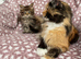 Maine coon Kittens