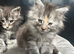 Maine Coon Kittens due to time wasters