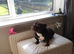Micro bully for sale