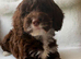 Gorgeous Cockapoo puppies