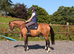 16,1 mare by magician