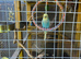 Budgies