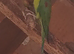 Beautiful male plumhead