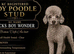 Cockapoo(chocolate)miniature