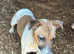 Jack Russell female