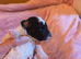 Gorgeous Toy Poodle Pups