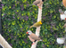 Grass Finch x 2