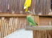 Baby lovebirds