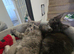 Tica Registered Maine coons Ready Now!