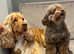 7 GORGEOUS F1 COCKAPOO PUPPIES