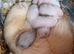 Ferret Hobs bew/silver