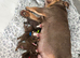 KC REGISTERED ENGLISH BULLDOG PUPPIES