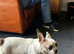 The cutest fawn pied frenchie pup needing a home