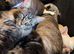 Mainecoon kittens