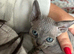 Devon Rex kittens