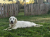 ️ kc golden retrievers health tested ️