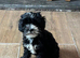 Cockapoo x puppies for sale