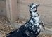 Pigeons for sale