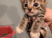 Kittens -male and female
