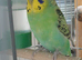 Pair of budgies