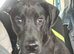 ️ Beautiful 7 Month Old Male Canis Panther Puppy &ndash; Looking For His Perfect Forever Home
