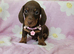 READY NOW 2 MINIATURE FEMALES