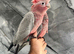 Friendly Baby Handreared Super Tame Cuddly Galah Cockatoo Parrot,15