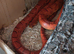 Beautiful corn snake