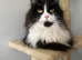 Female cat for rehoming