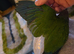 Hand reared Conure!