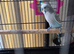 Budgie and Cage